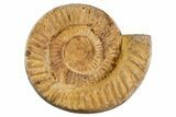 Cut & Polished Jurassic Ammonite (Perisphinctes) Fossil #344940-5